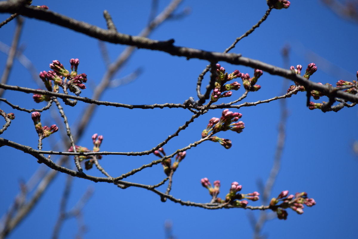 f:id:niigata-art226:20220406075056j:plain