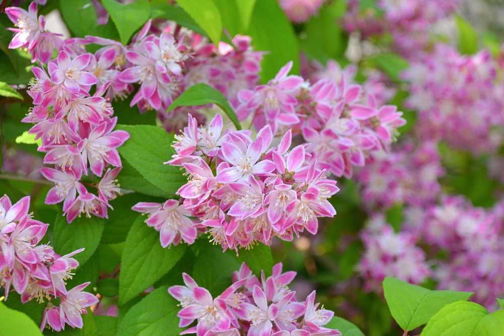 イングリッシュガーデンの花たち Ⅱ - NIIGATAさんぽびと