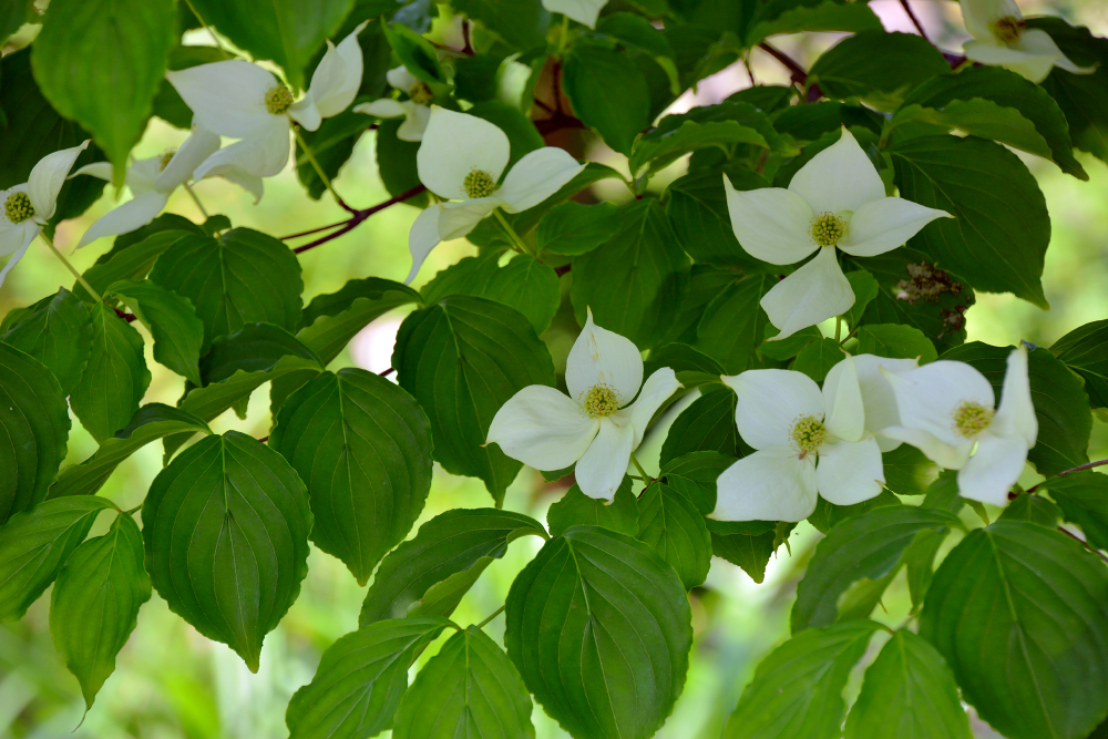 イングリッシュガーデンの花たち Ⅱ - NIIGATAさんぽびと