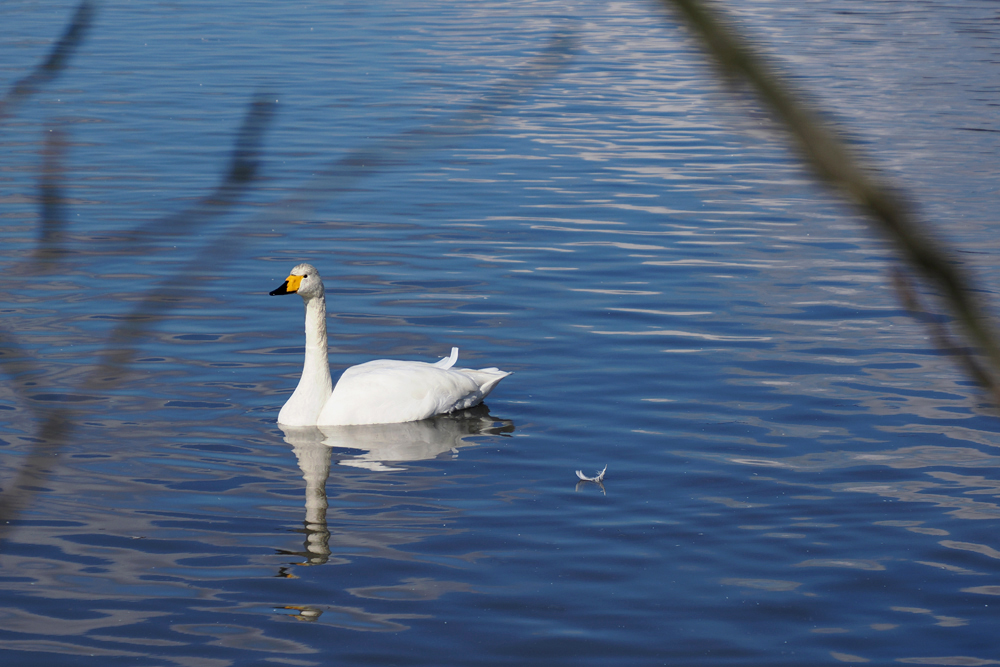 白鳥の湖、瓢湖 Ⅰ - NIIGATAさんぽびと
