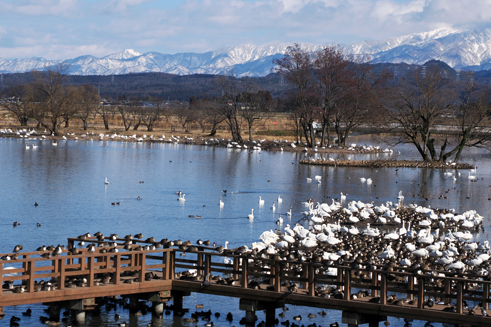 瓢湖と白鳥 阿賀野市・瓢湖】白鳥のピークは11月下旬。白鳥が向かい合って