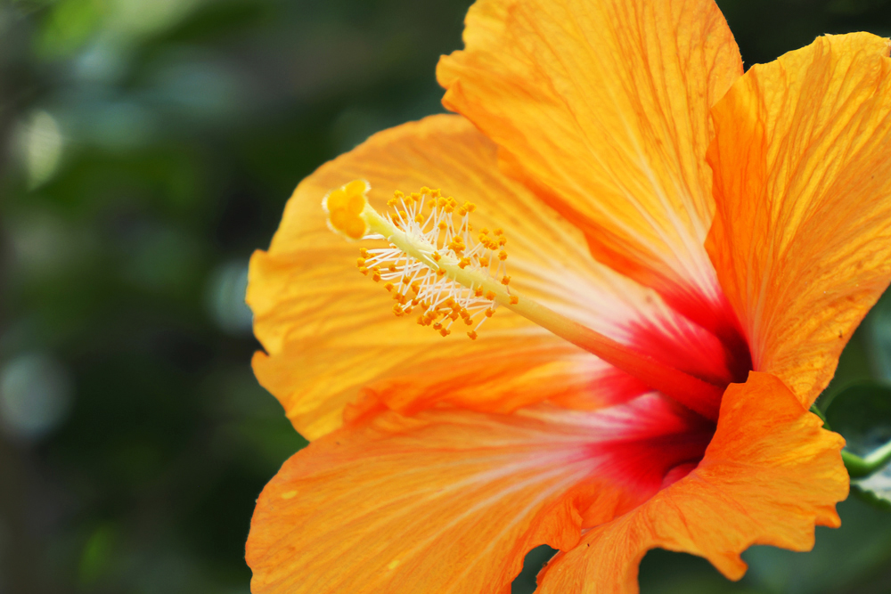 ❀そるまるす❀荒天・猛暑日は植物発送不可専用　グリーン 2025年8月19日 今日の荒子川公園 日本庭園のササの中に、淡い