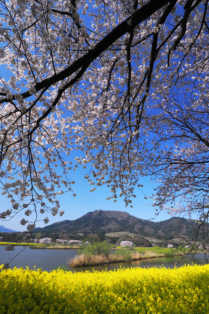 花池 春爛漫の上堰潟公園 - NIIGATAさんぽびと