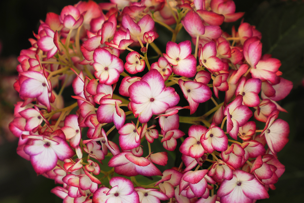 ヤトッチ　紫陽花の花びら 紫陽花｜YUTA録