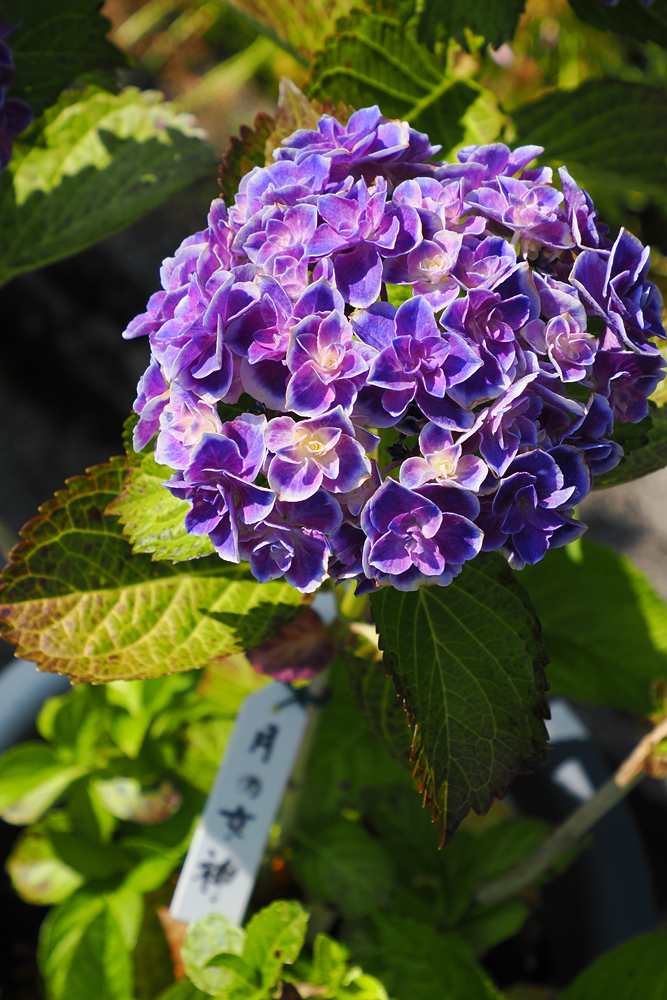 紫陽花 紫陽花に囲まれて Ⅰ - NIIGATAさんぽびと