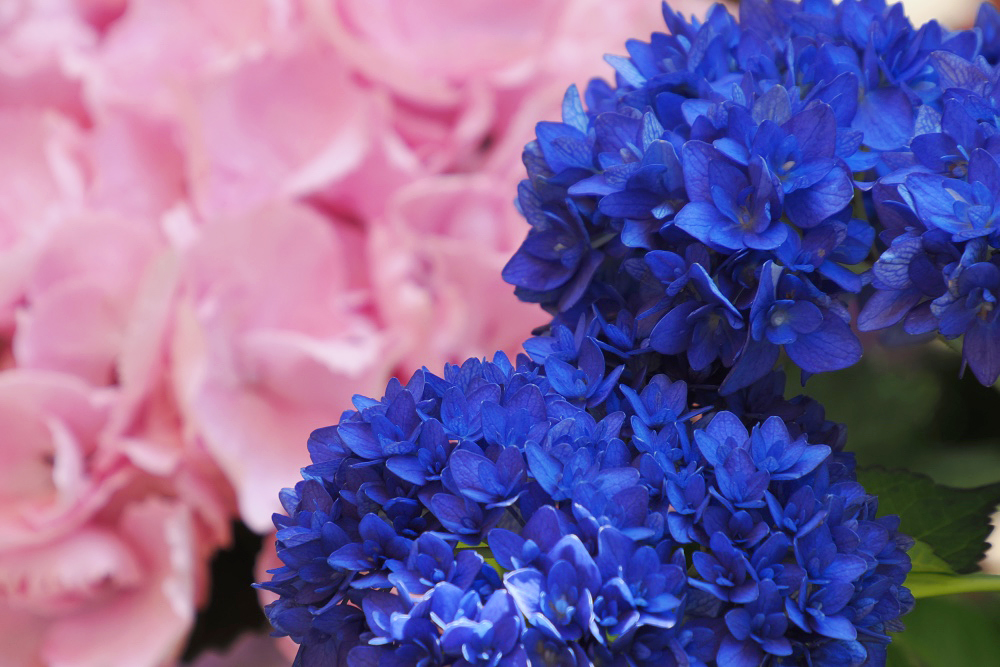 紫陽花に囲まれて Ⅱ - NIIGATAさんぽびと