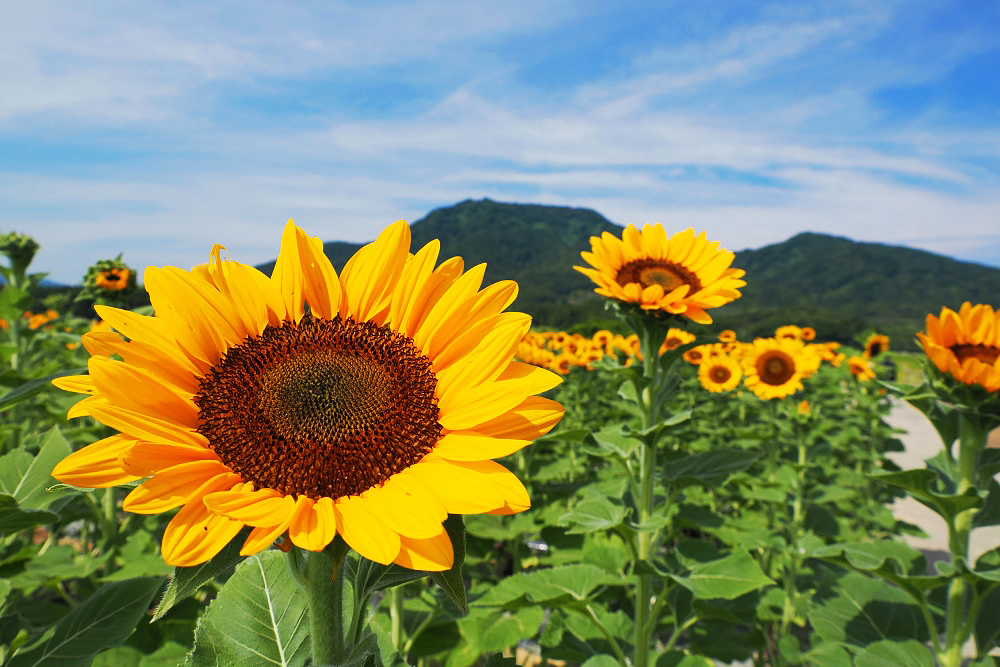 真夏のビタミンカラー - NIIGATAさんぽびと