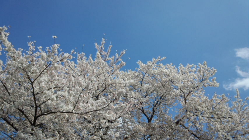 f:id:niiza-wind:20140404131451j:image
