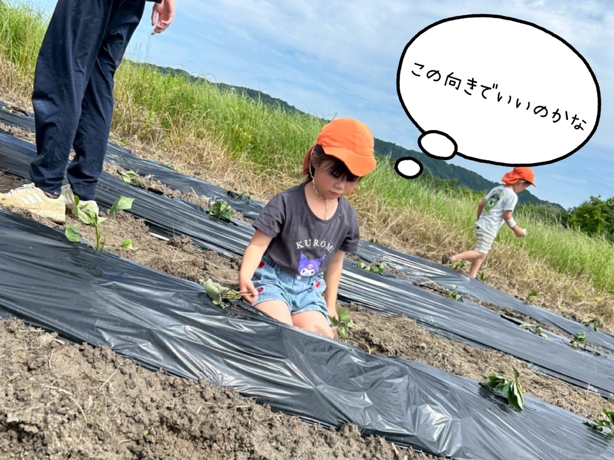 笑顔たくさん！さつまいもの苗植え🌱 - みはた虹の丘こども園のブログ