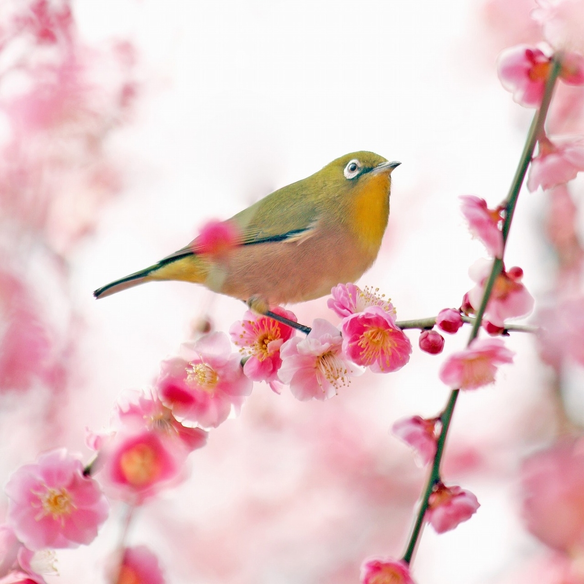 f:id:nijikoma:20200214074249j:plain