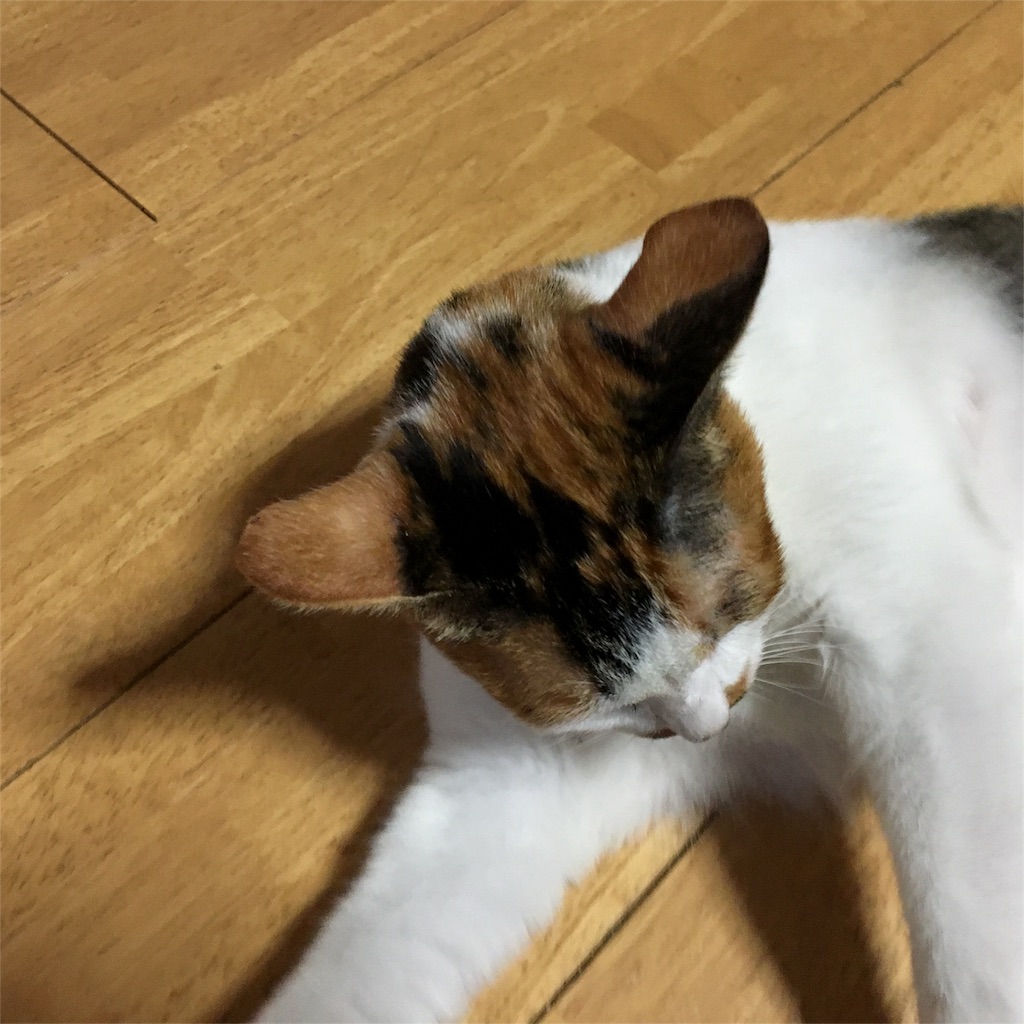 三毛猫 ホームズ 未来に向かって