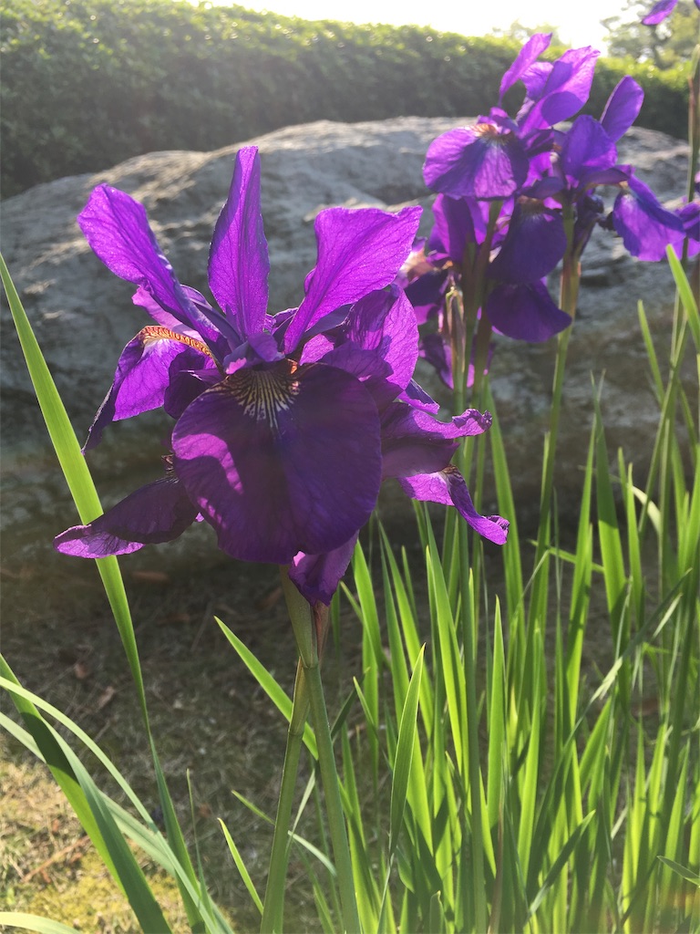 f:id:nijiro7:20190515061011j:image