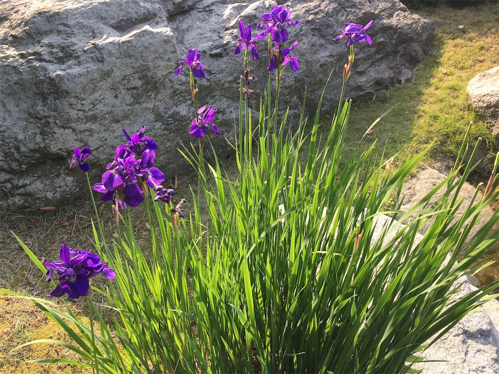 f:id:nijiro7:20190515061047j:image