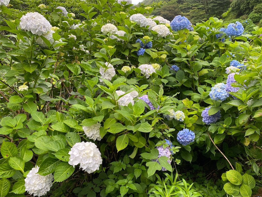 f:id:nijiro7:20260701123657j:image f:id:nijiro7:20260701123657j:image