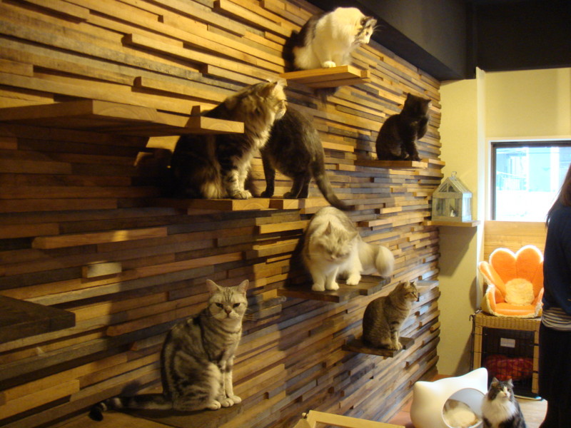 大阪　猫の時間アメリカ村店