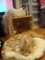 大阪　猫カフェラグドール