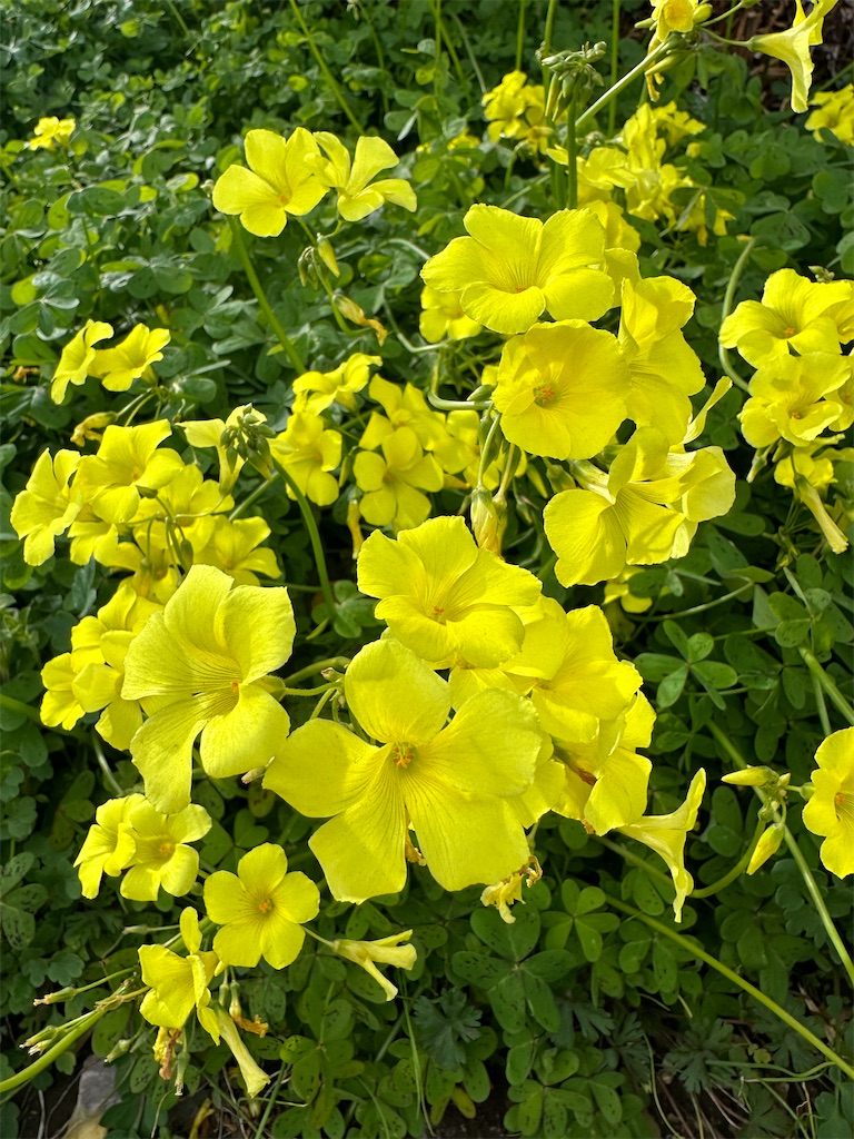 f:id:nikkiemom:20240216110307j:image