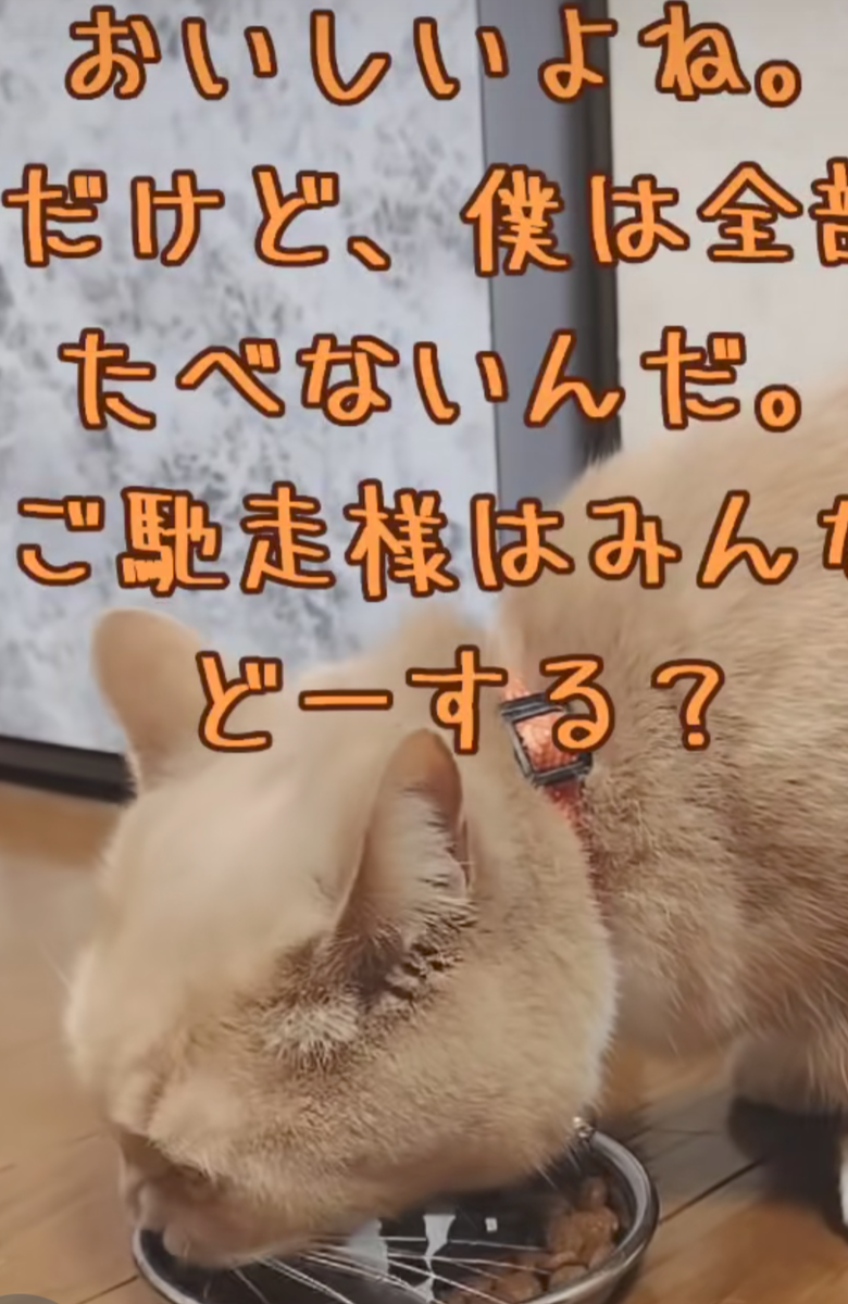 チュロたんの動画へ
