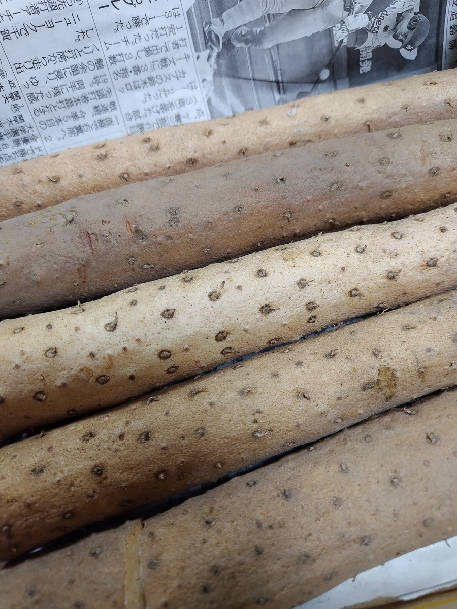 粘れる力がつくの!?砂丘長芋
