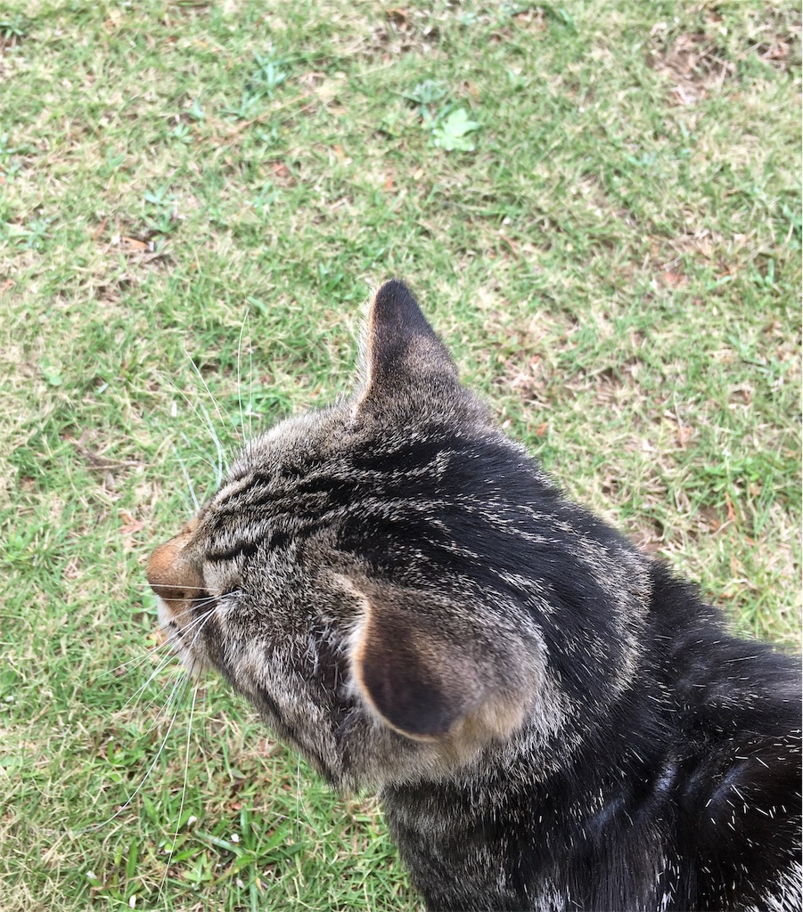 f:id:niko25neko3:20191008171629j:image f:id:niko25neko3:20191008171629j:image