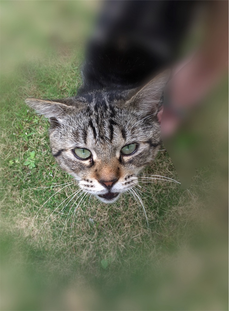 f:id:niko25neko3:20191008171636j:image f:id:niko25neko3:20191008171636j:image