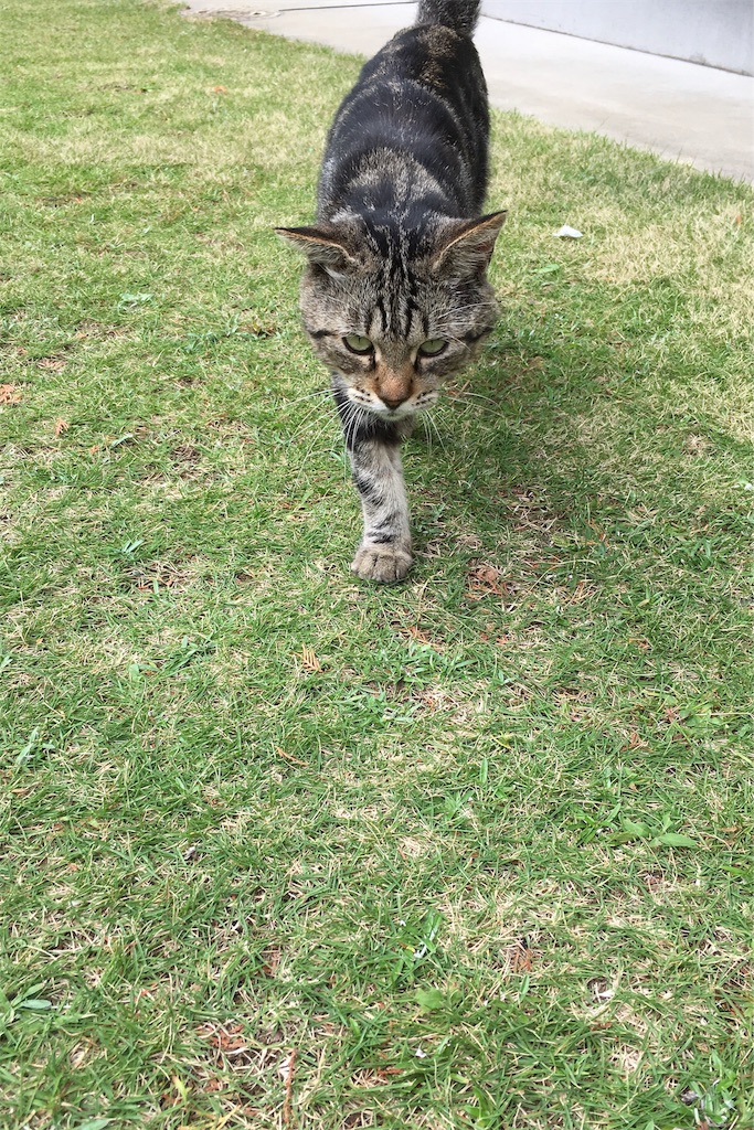 f:id:niko25neko3:20191008171639j:image f:id:niko25neko3:20191008171639j:image