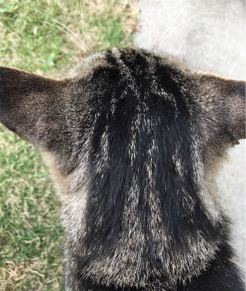 f:id:niko25neko3:20191008171647j:image f:id:niko25neko3:20191008171647j:image