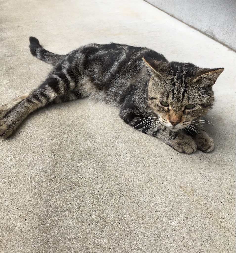 f:id:niko25neko3:20191008171705j:image f:id:niko25neko3:20191008171705j:image