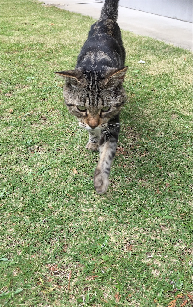 f:id:niko25neko3:20191008171712j:image f:id:niko25neko3:20191008171712j:image