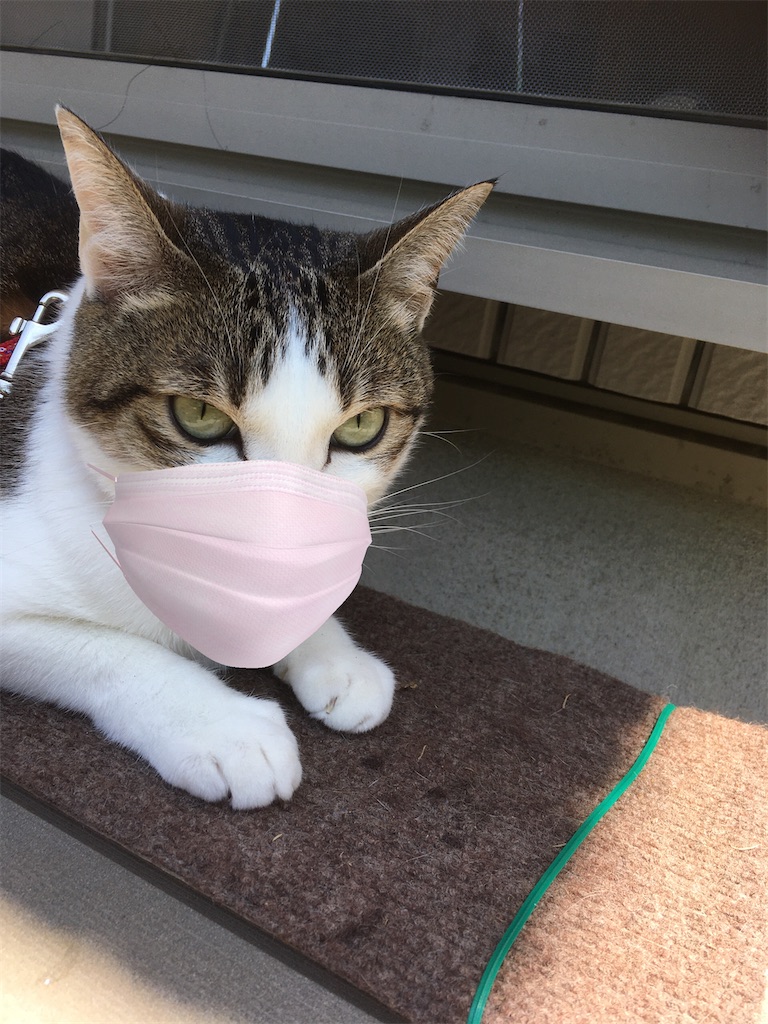 f:id:niko25neko3:20200425131129j:image f:id:niko25neko3:20200425131129j:image