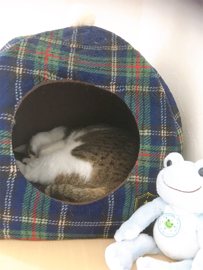 f:id:niko25neko3:20200530202141j:image f:id:niko25neko3:20200530202141j:image