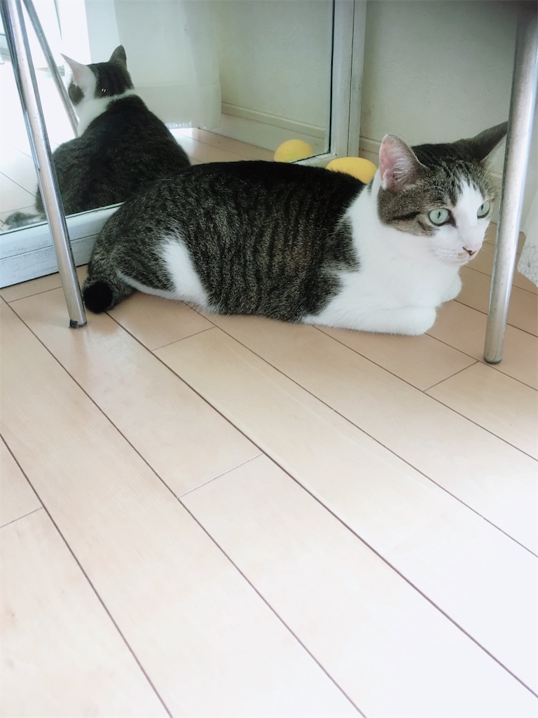 f:id:niko25neko3:20200802173155j:image f:id:niko25neko3:20200802173155j:image