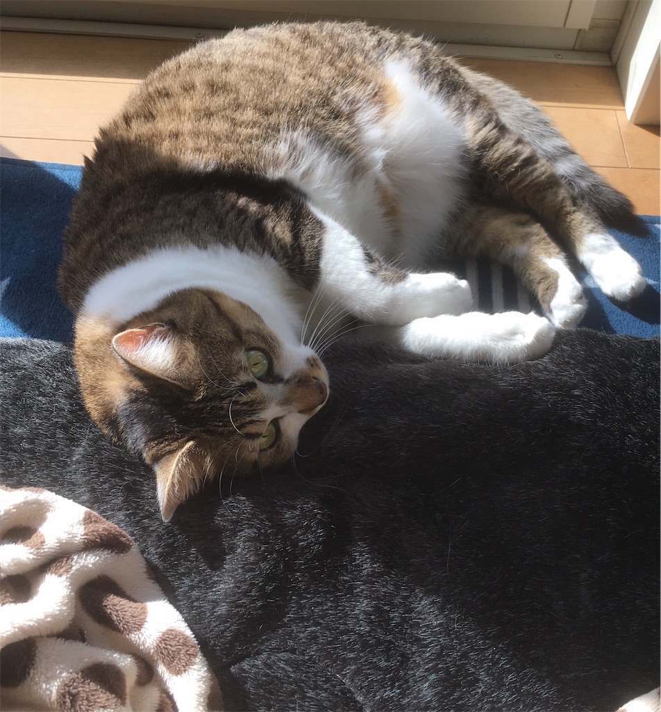 f:id:niko25neko3:20201122222251j:image f:id:niko25neko3:20201122222251j:image