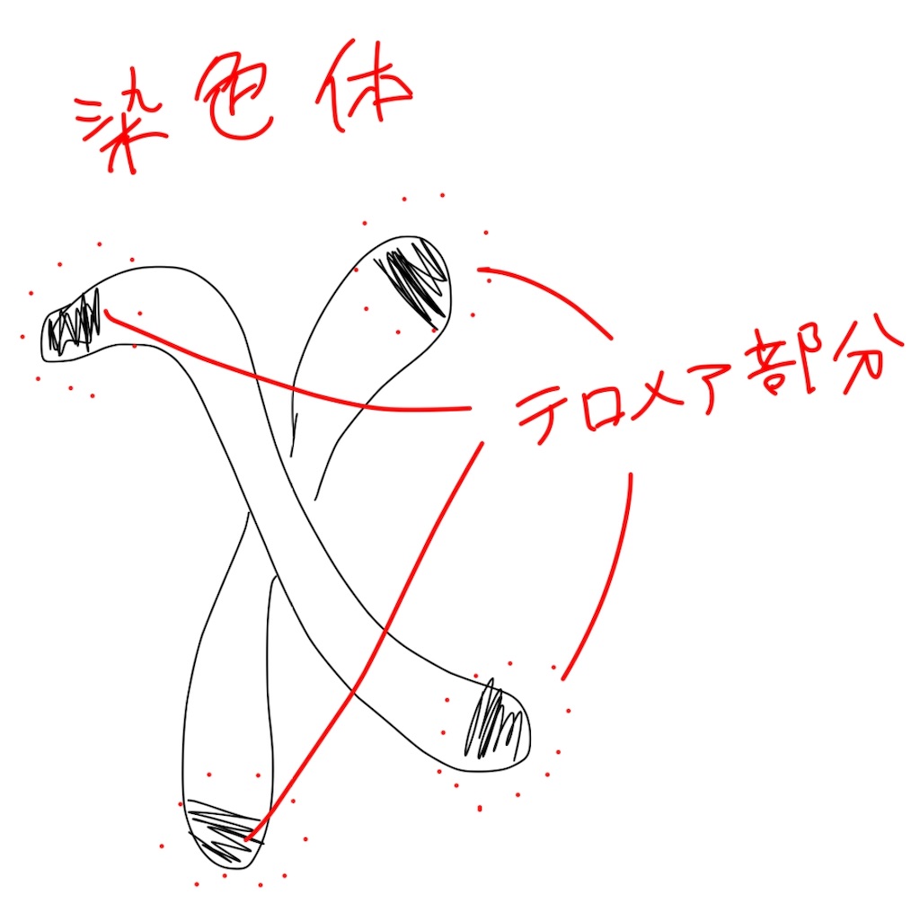 f:id:niko83:20200603194450j:image