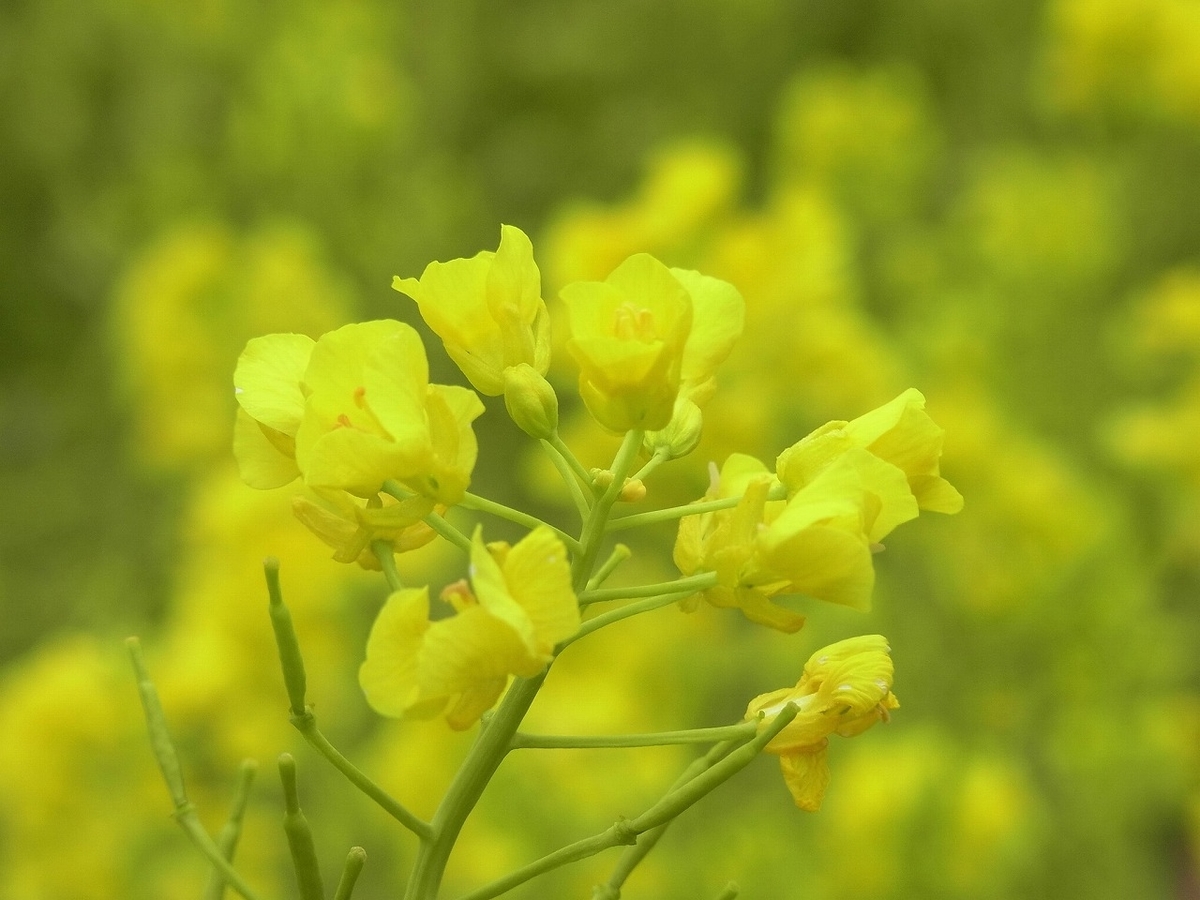 甘樫丘 明日香村 の菜の花畑を見てきました 今日もよい日