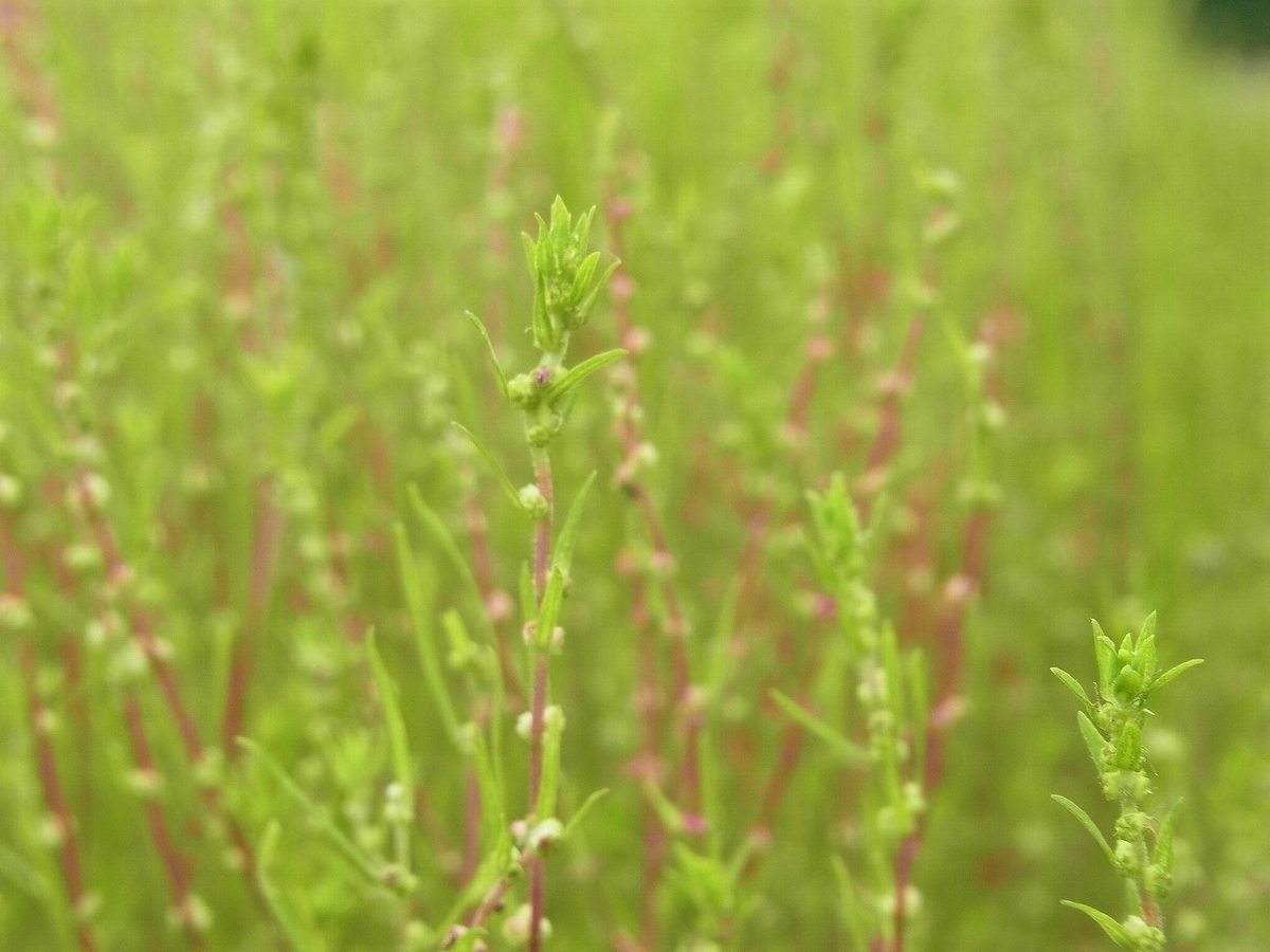 f:id:nikomakoyoga:20200924192741j:plain f:id:nikomakoyoga:20200924192741j:plain