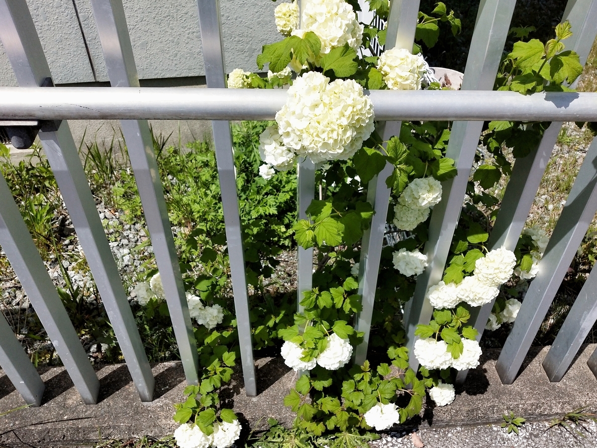 f:id:nikoniko-alexander:20210510195931j:plain