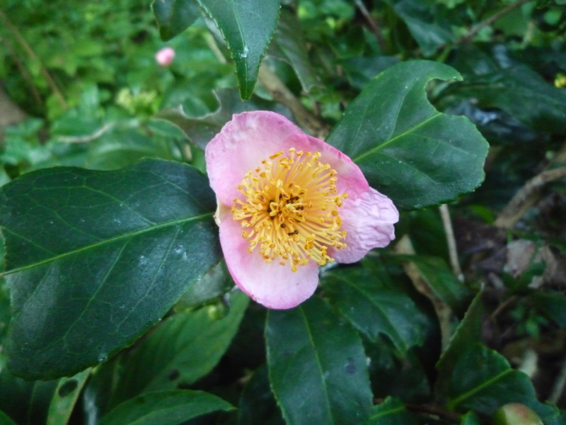 f:id:nikoniko1005:20110914061537j:image