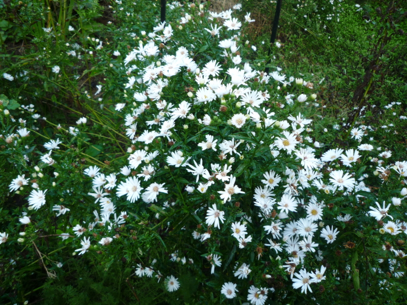 f:id:nikoniko1005:20110914061800j:image
