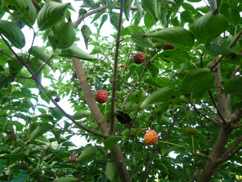 f:id:nikoniko1005:20110914061831j:image