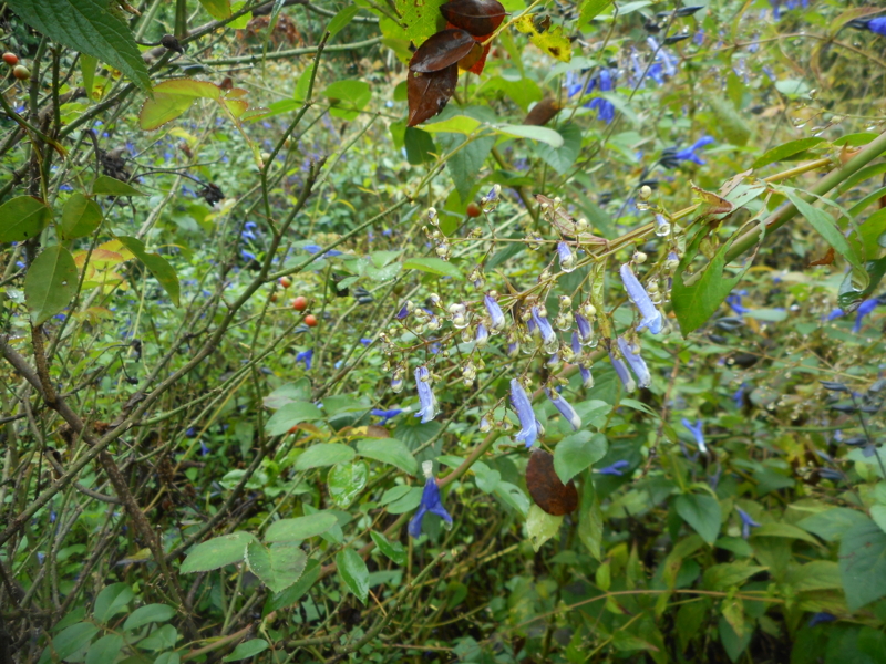 f:id:nikoniko1005:20150926084707j:image f:id:nikoniko1005:20150926084707j:image