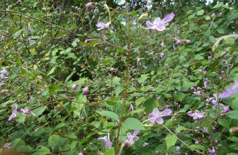 f:id:nikoniko1005:20150926085925j:image f:id:nikoniko1005:20150926085925j:image
