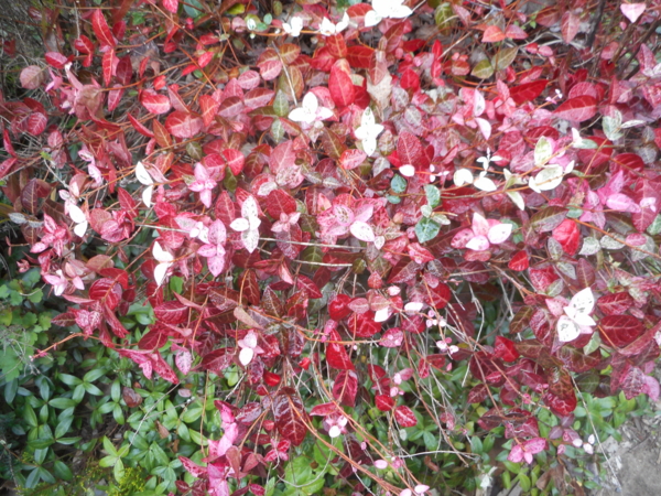 f:id:nikoniko1005:20161108082757j:image