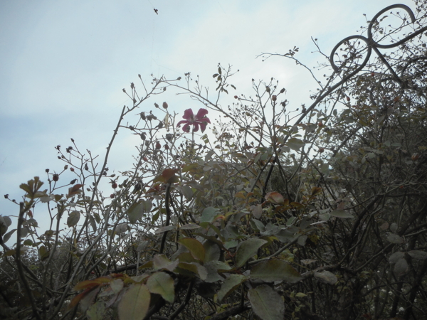 f:id:nikoniko1005:20161108083614j:image