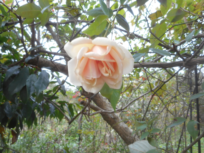 f:id:nikoniko1005:20161110091353j:image