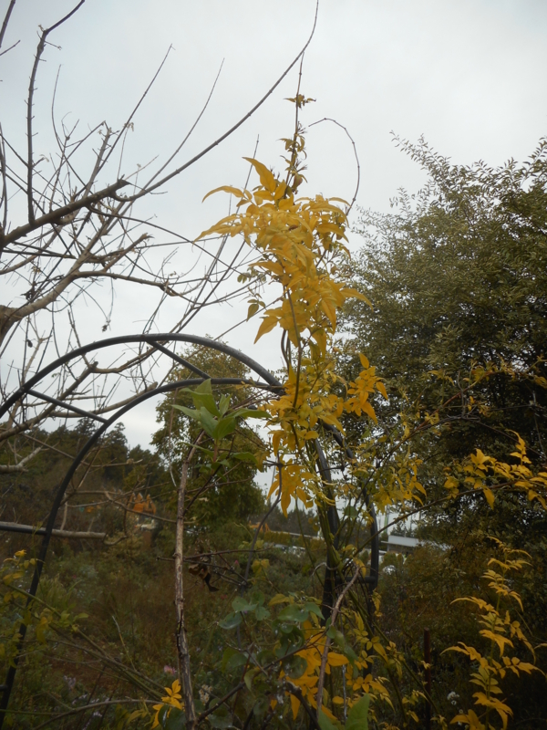 f:id:nikoniko1005:20161110091758j:image