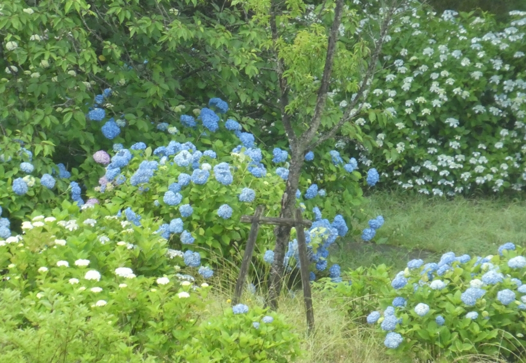 f:id:nikoniko38:20180613060709j:plain f:id:nikoniko38:20180613060709j:plain