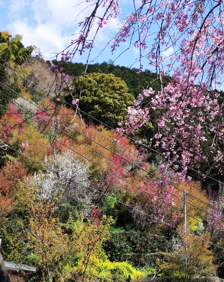 f:id:nikoniko38:20190522222621j:plain f:id:nikoniko38:20190522222621j:plain