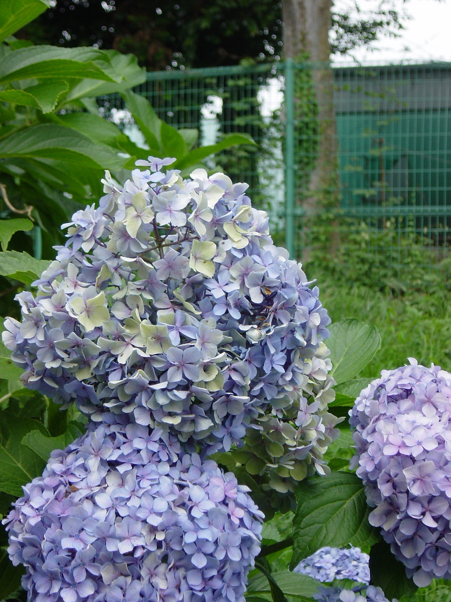 f:id:nikora060:20210706182017j:plain