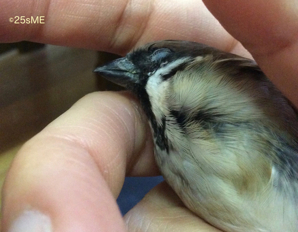 スズメ、瞬膜を見られちゃった 僕はスズメ、人と暮らしています